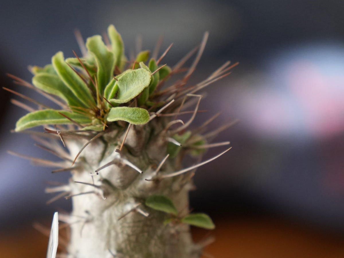 Pachypodium namaquanum ーパキポディウム ナマクアナム(光堂 Pachypodium namaquanum ーパキポディウム ナマクアナム(光堂