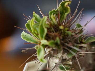 弁慶柱　特大　極太　発根済み plants - bio plants（ビオプランツ）