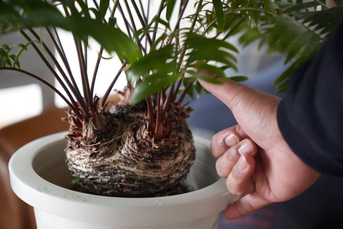 初売！ ザミア・フロリダーナ - bio plants（ビオプランツ）