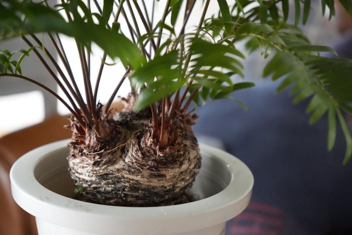初売！ ザミア・フロリダーナ - bio plants（ビオプランツ）