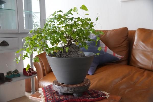 良型！！　アフリカ亀甲竜　鉢込み発送　検（パキプス　グラキリス 現地球 良型！！ アフリカ亀甲竜 鉢込み発送 検（パキプス グラキリス