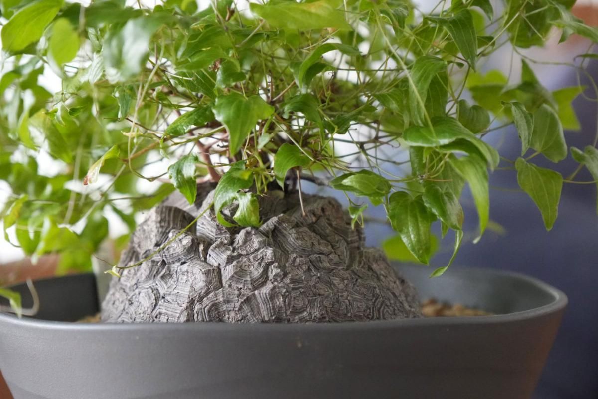 亀甲竜（Dioscorea elephantipes）現地球 葉っぱおもしろ系 - bio