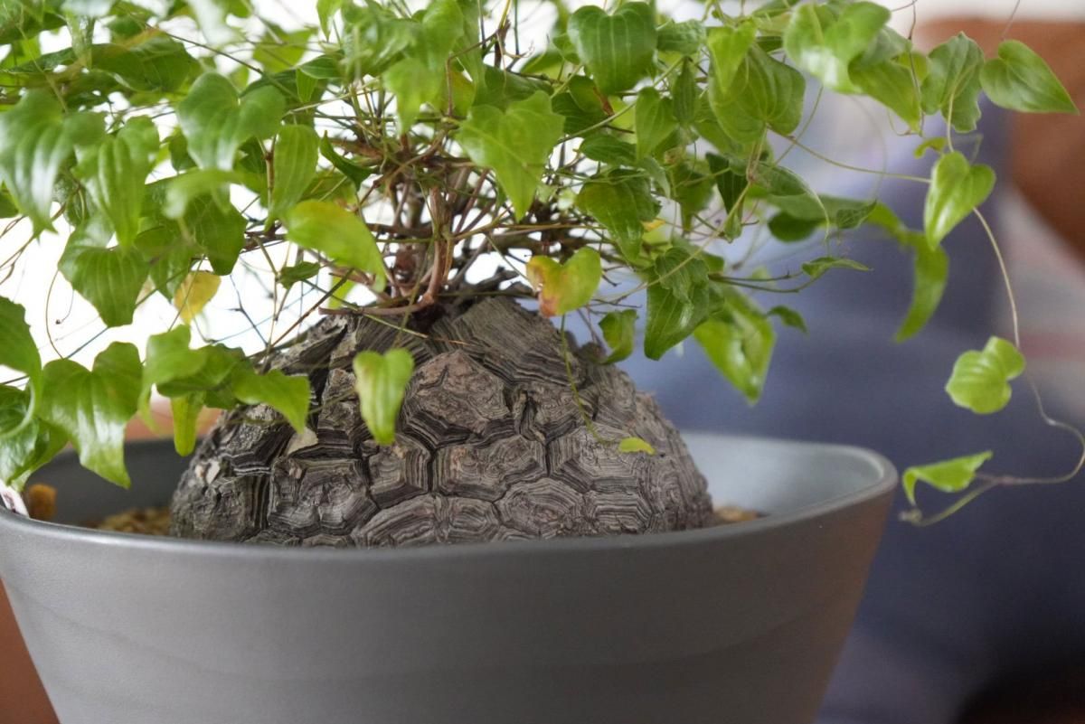 亀甲竜（Dioscorea elephantipes）現地球 葉っぱおもしろ系