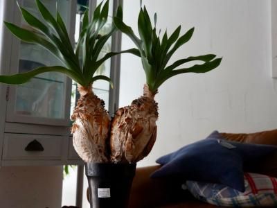 plants - bio plants（ビオプランツ）