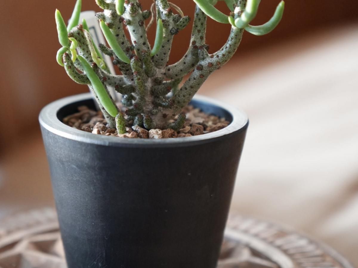 チレコドン・ブッコルジアヌス（Tylecodon buchholzianus）-no.H250001