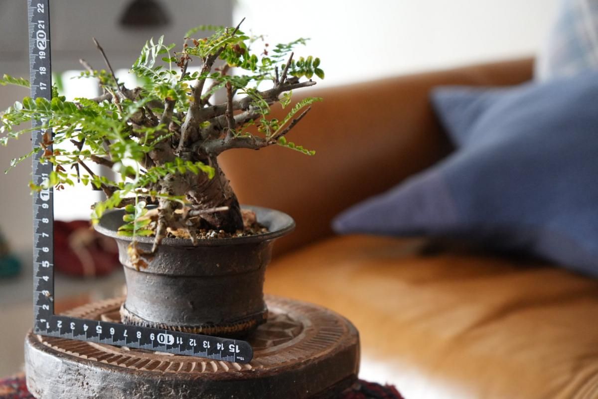 ネグレクタ　たけろうポット　鉢ごと発送　ボスウェリア　発根済み　盆栽 ネグレクタ たけろうポット 鉢ごと発送 ボスウェリア 発根済み