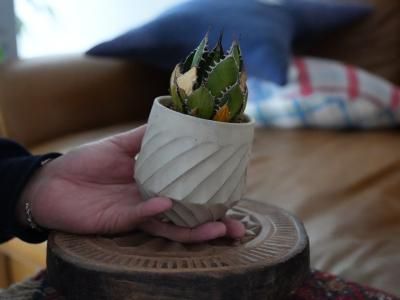 レア‼️スクエアトゥース アガベ コロラータ × ホリダハイブリッド