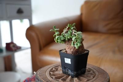 Ramat Planter #265 × ケラリア ピグマエア ケラリア ピグマエア