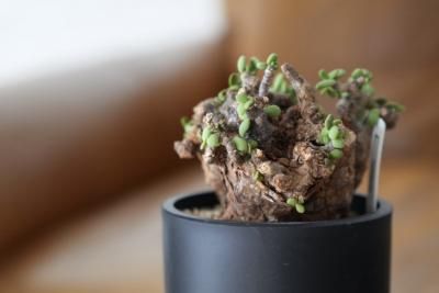 caudex（コーデックス） - bio plants（ビオプランツ）