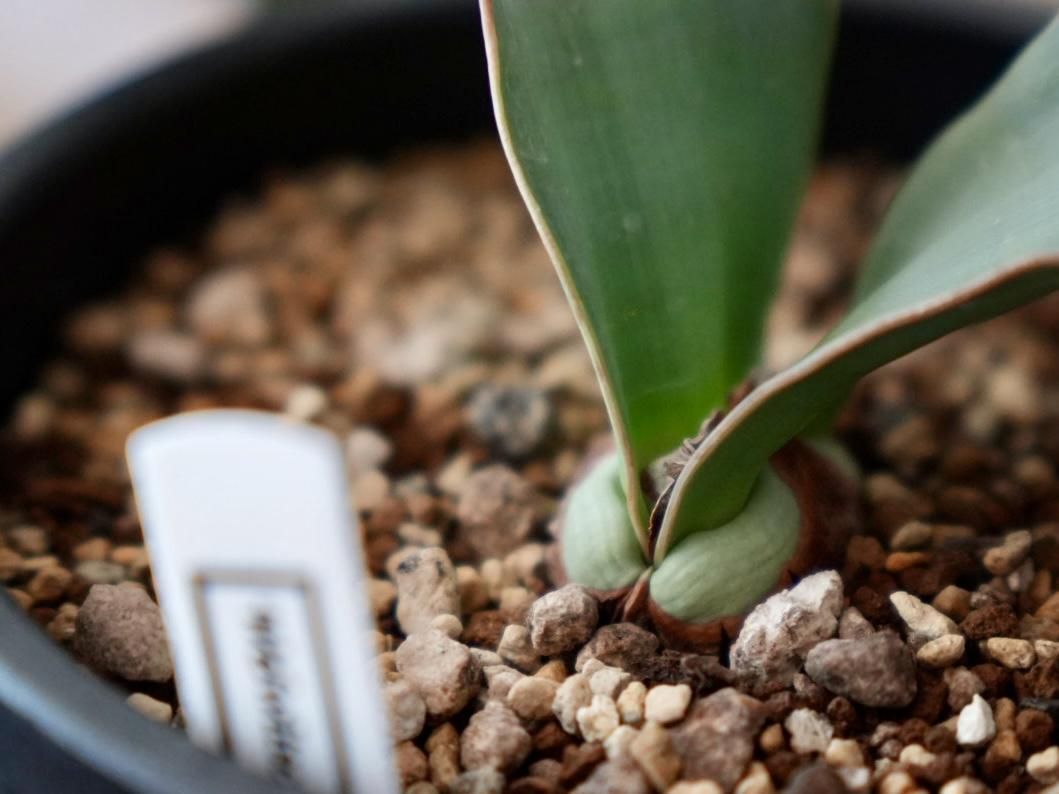 【お盆セール】ウェルウィッチア・ミラビリス / 奇想天外 サバクオモト 希少 お盆セール】ウェルウィッチア・ミラビリス / 奇想天外