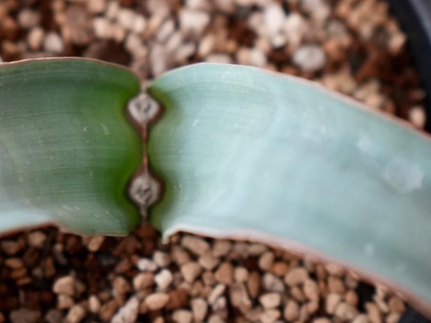 Welwitschia mirabilis ”（奇想天外 サバクオモト ウェル
