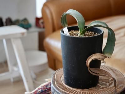 plants - bio plants（ビオプランツ）