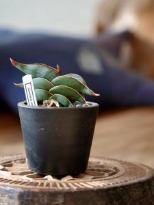 Sansevieria rorida󥹥٥ꥢW250009