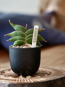 Sansevieria rorida󥹥٥ꥢW250006