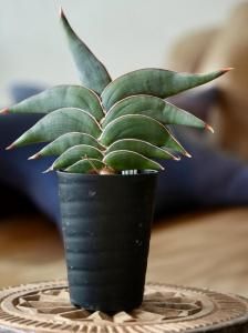 Sansevieria rorida󥹥٥ꥢW250010
