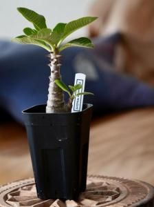 Pachypodium windsoriiѥݥǥࡦ󥾥꡼P250124