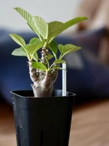 パキプス　コーデックス caudex（コーデックス） - bio plants（ビオプランツ）