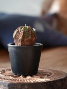Euphorbia obesa  select桼եӥ٥O250018
