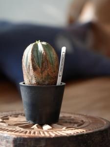 Euphorbia obesa  select桼եӥ٥O250013
