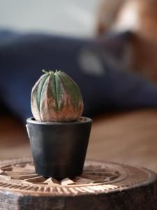 Euphorbia obesa  select桼եӥ٥O250031
