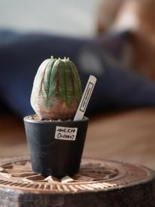 Euphorbia obesa  select桼եӥ٥O250027
