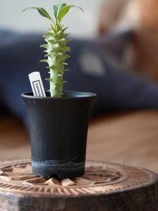 Euphorbia longituberculosa桼եӥ󥮥ĥ٥륯E250017