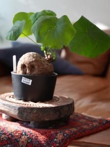 パキプス　コーデックス caudex（コーデックス） - bio plants（ビオプランツ）
