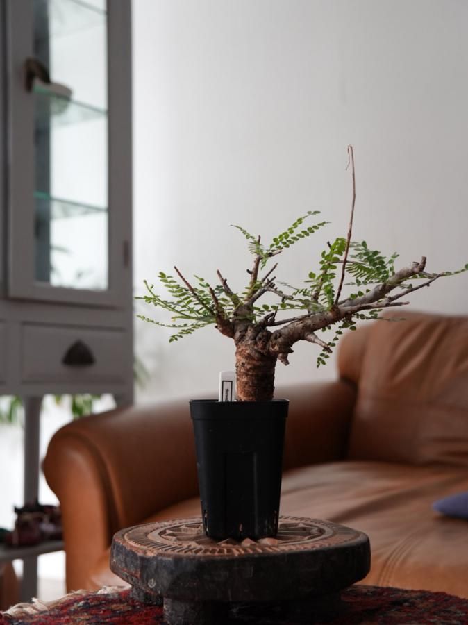 塊根植物・コーデックス Boswellia neglecta Boswellia neglecta ボスウェリア ネグレクタ 管理2034 発根済み 鉢