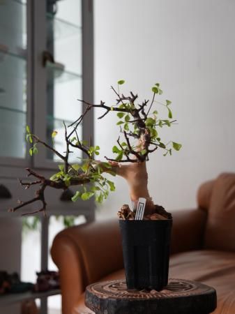 送料無料 ③コミフォラ カタフ ソマリア産Commiphora kataf Commiphora kataf pure コミフォラ ピュアカタフ 発根済現地株 4
