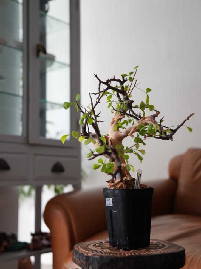 Commiphora kataf ーコミフォラ・カタフ(Somalia)ーY250026
