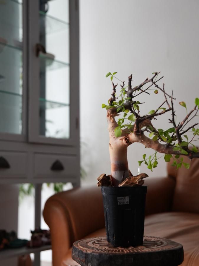 ⑥コミフォラ カタフ ソマリア産Commiphora kataf Commiphora kataf コミフォラ カタフ （ソマリア）