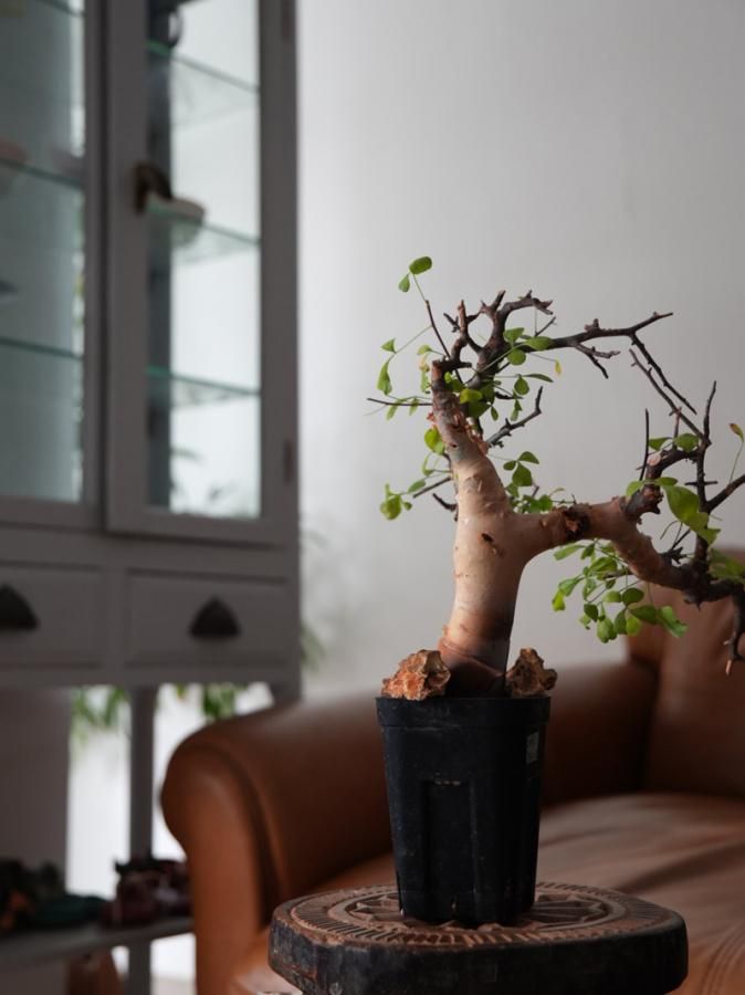 Commiphora kataf ーコミフォラ・カタフ(Somalia)ーY250026