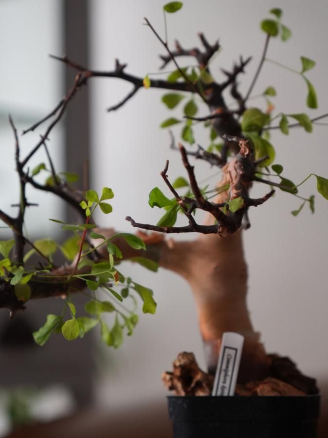 Commiphora kataf ーコミフォラ・カタフーY250026 - bio plants