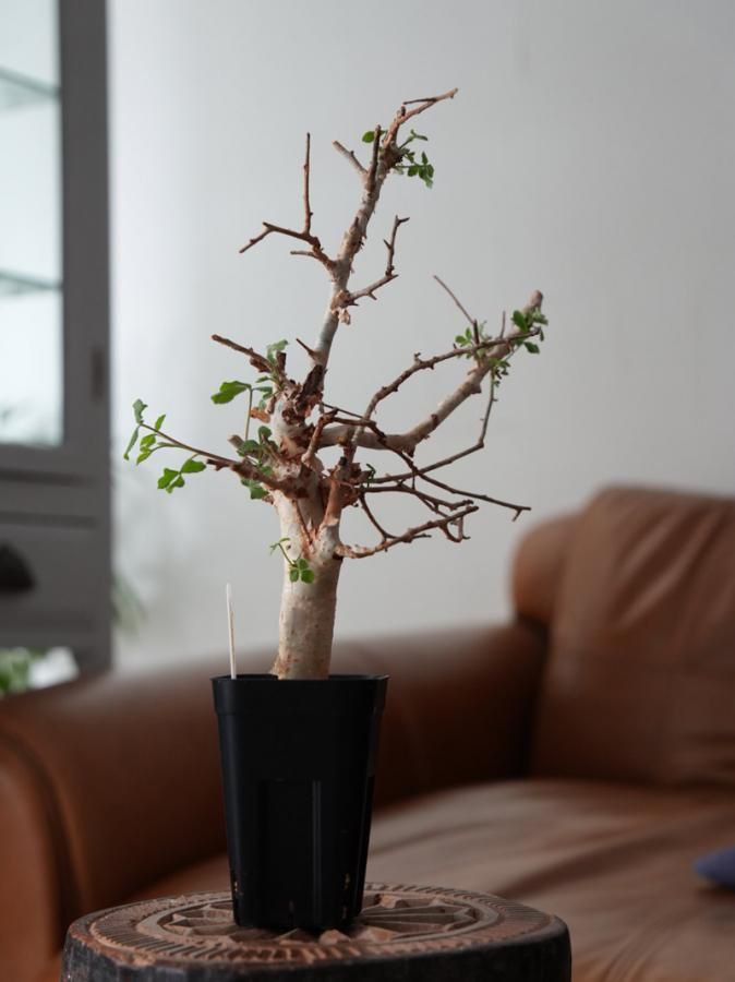 Commiphora africana ーコミフォラ・アフリカーナーY250161