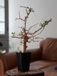 <img class='new_mark_img1' src='https://img.shop-pro.jp/img/new/icons14.gif' style='border:none;display:inline;margin:0px;padding:0px;width:auto;' />Commiphora africana ߥե顦եꥫʡY250161