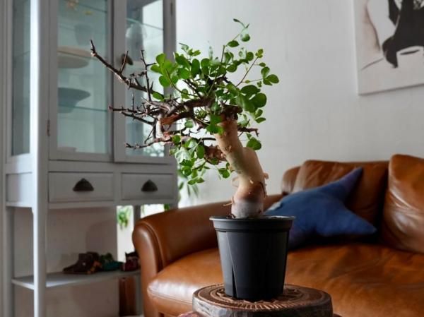 Commiphora kataf ーコミフォラ・カタフ（ソマリア）ーY250223 - bio