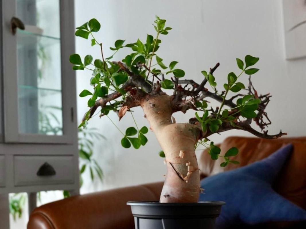 Commiphora kataf ーコミフォラ・カタフ（ソマリア）ーY250223 - bio