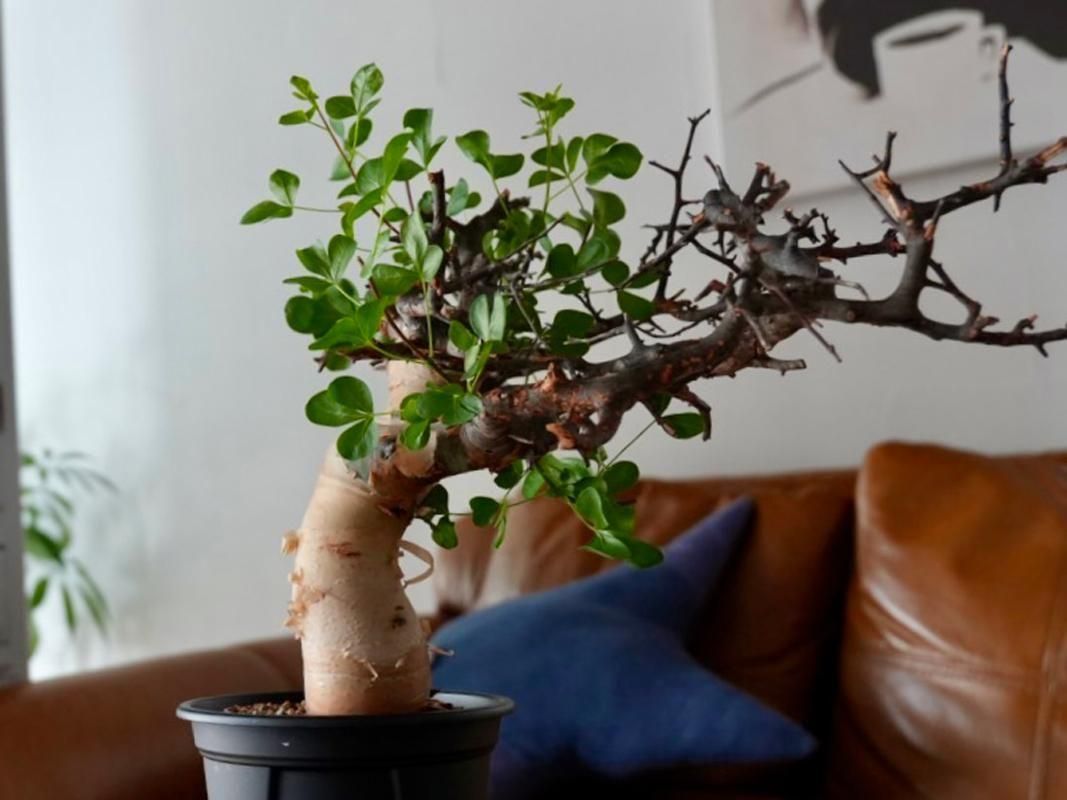 Commiphora kataf ーコミフォラ・カタフ（ソマリア）ーY250223 - bio