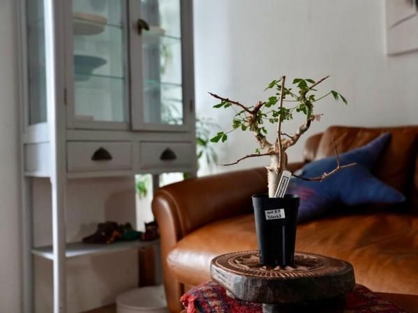 Commiphora africana ーコミフォラ・アフリカーナーY250163