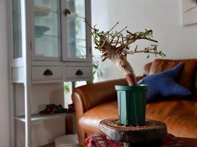 <img class='new_mark_img1' src='https://img.shop-pro.jp/img/new/icons14.gif' style='border:none;display:inline;margin:0px;padding:0px;width:auto;' />Commiphora africana ߥե顦եꥫʡY250166