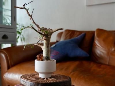 <img class='new_mark_img1' src='https://img.shop-pro.jp/img/new/icons14.gif' style='border:none;display:inline;margin:0px;padding:0px;width:auto;' />Commiphora africana ߥե顦եꥫʡY250167