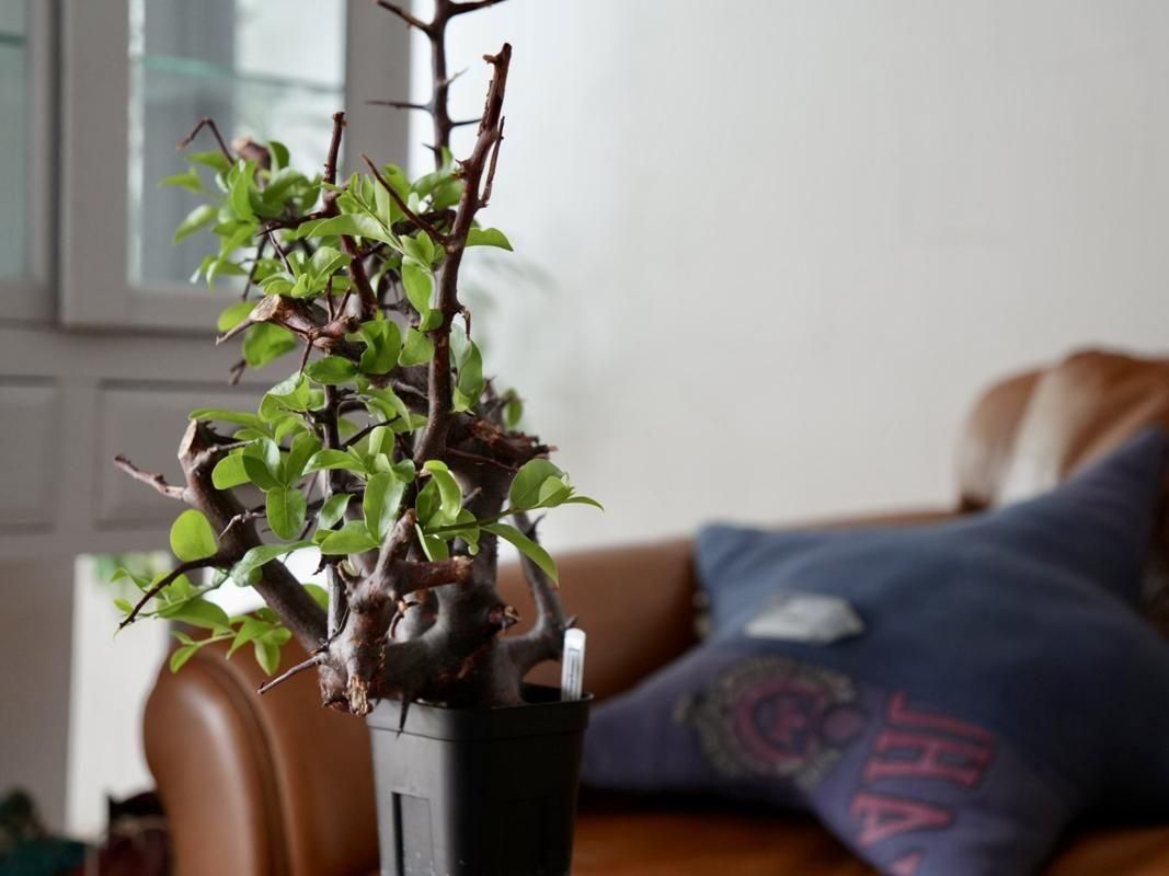 Commiphora Rostrataーコミフォラ・ロストラータ ーY250095 - bio