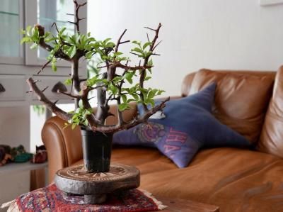 <img class='new_mark_img1' src='https://img.shop-pro.jp/img/new/icons14.gif' style='border:none;display:inline;margin:0px;padding:0px;width:auto;' />Commiphora Rostrataߥե顦ȥ顼Y250095