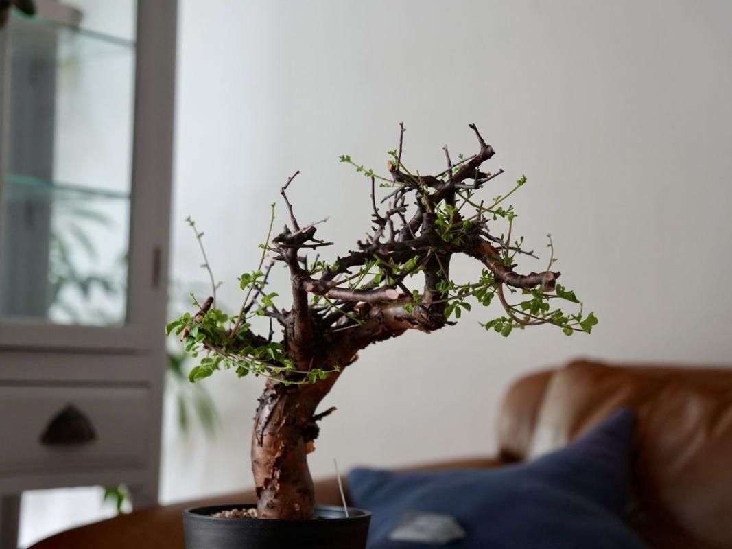 Commiphora boranensis ー コミフォラ・ボラネンシス ーY250020 - bio