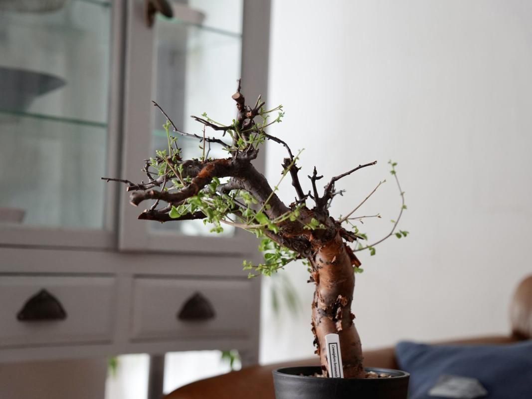 Commiphora boranensis ー コミフォラ・ボラネンシス ーY250020