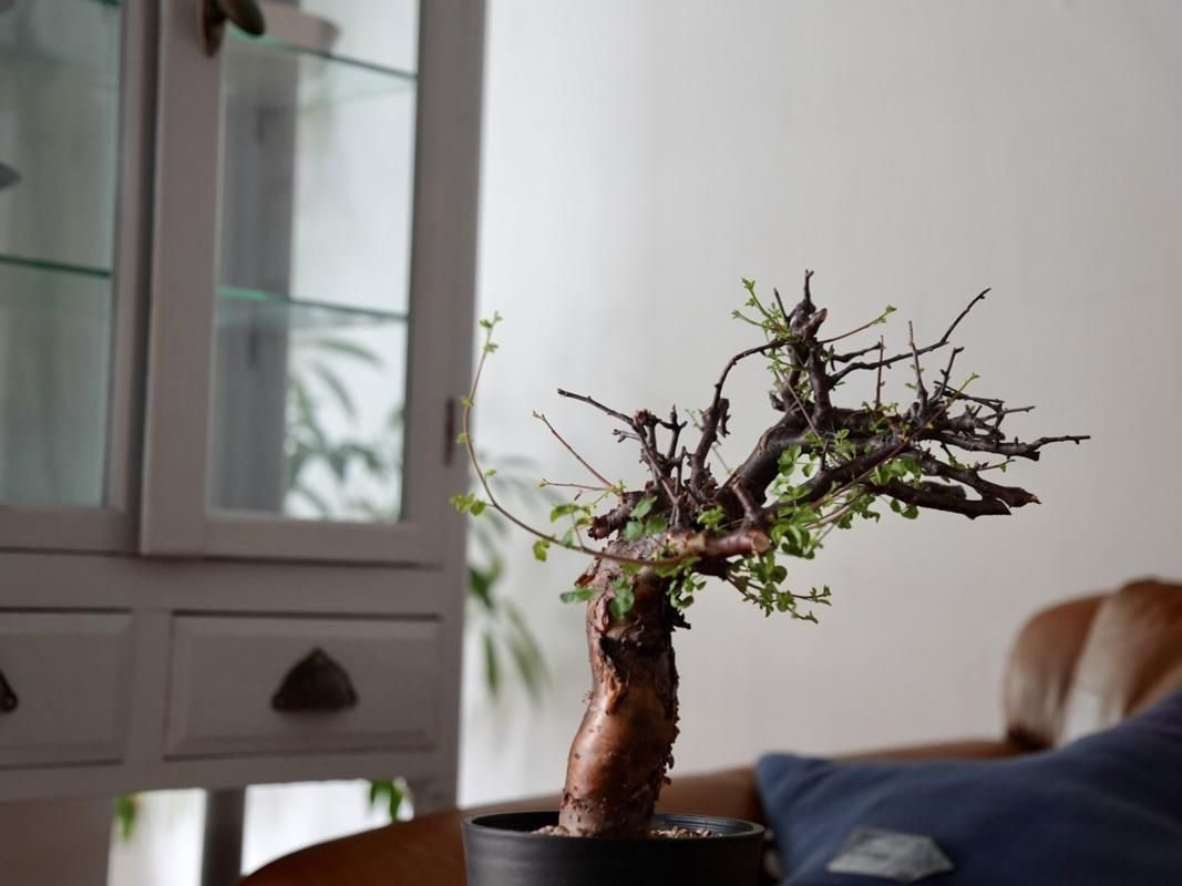 も*ま様 コミフォラ ボラネンシス Commiphora Boranensis Commiphora boranensis コミフォラ ボラネンシス | Wild Fauna