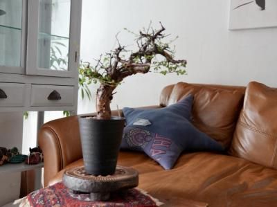 <img class='new_mark_img1' src='https://img.shop-pro.jp/img/new/icons14.gif' style='border:none;display:inline;margin:0px;padding:0px;width:auto;' />Commiphora boranensis  ߥե顦ܥͥ󥷥 Y250020