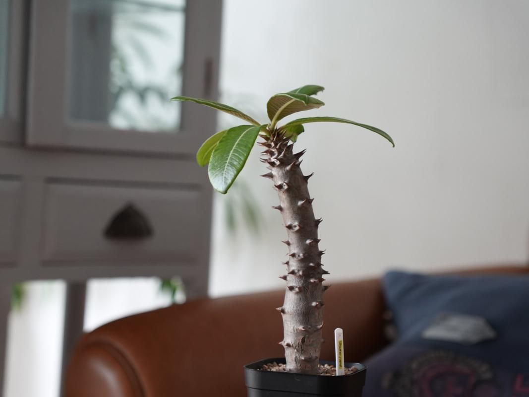 パキポディウム バロニー Pachypodium baronii fit=scale-down,w=1200