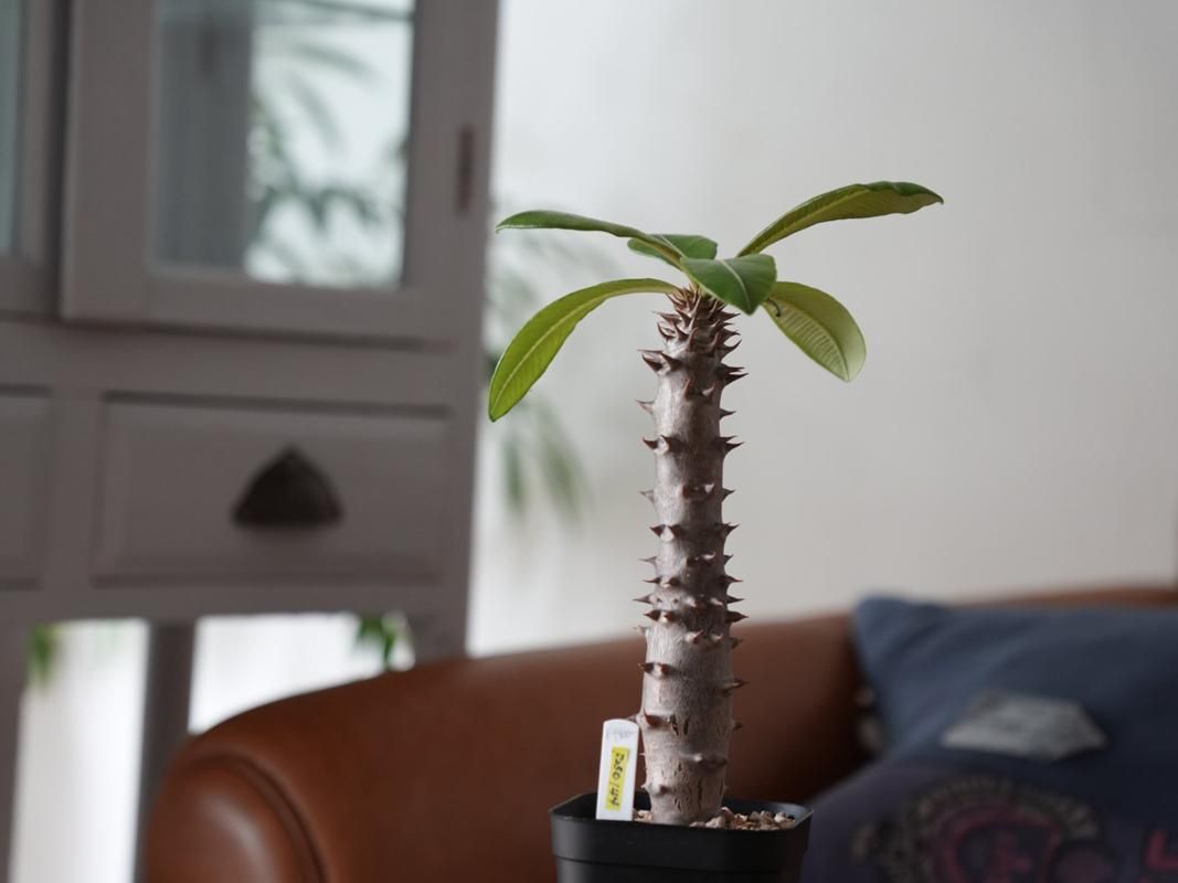 パキポディウム バロニー Pachypodium baronii isla del pescado - Pachypodium baronii-パキポディウム・バロニー