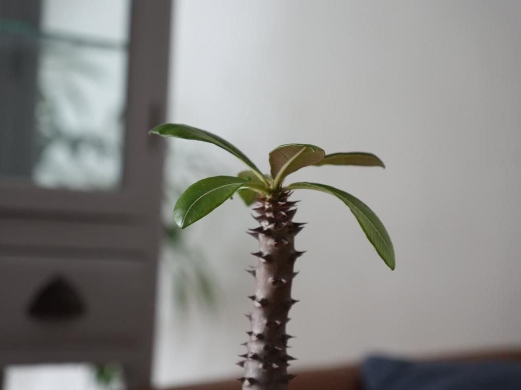 Pachypodium baronii ー パキポディウム バロニー ーY250144 - bio